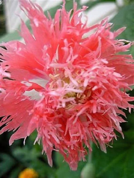 250 Double BLACK PEONY POPPY Papaver Peoniflorum Flower Seeds **Flat Ship /& Gift