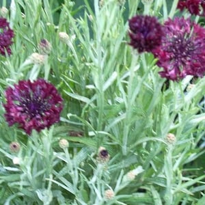 25 Black Garnet BACHELOR'S BUTTON / CORNFLOWER Centaurea Cyanus Flower Seeds