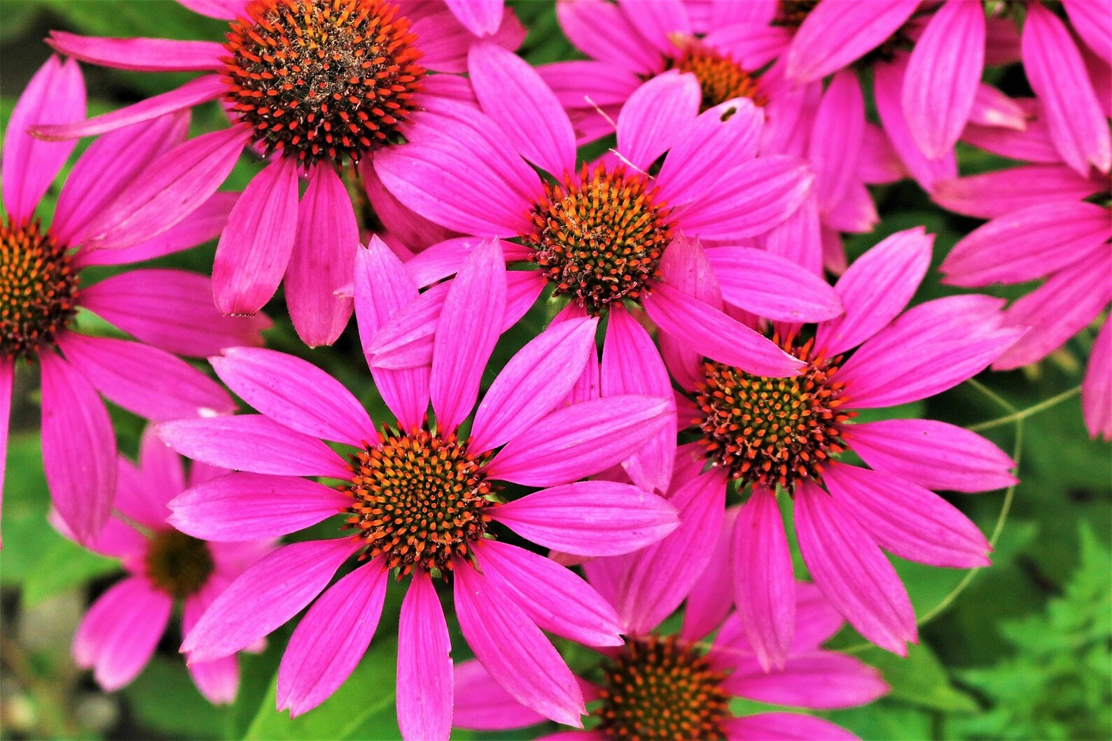 Rudbeckia Aster Echinacea
