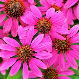 25 BRIGHT STAR CONEFLOWER Echinacea Purpurea Lavender Bright Rose Pink Flower Seeds