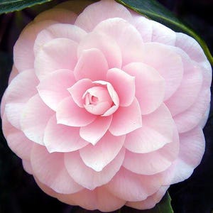 Tom Thumb Mix Balsam Impatiens Seeds – Dwarf 12-16" Flowers For Shade/Part-Shade, 200 Seeds