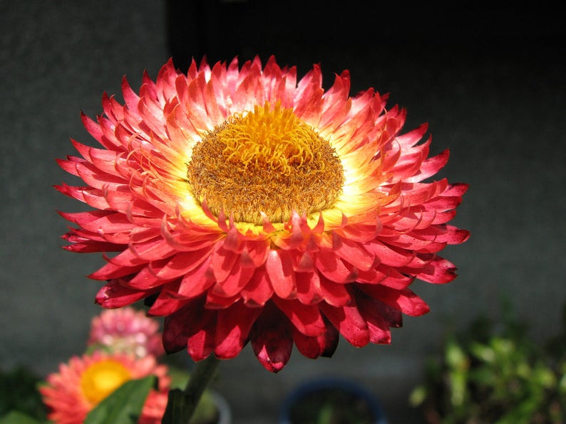 100 APRICOT & PEACH STRAWFLOWER Mix Coral Paper Daisy Etsy