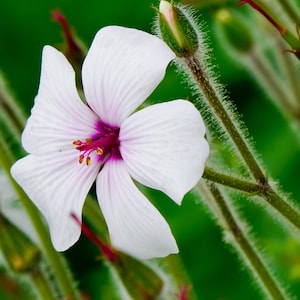 10 WHITE MADEIRA GERANIUM Maderense Cranesbill Giant Herb Robert Pink Eye Flower Seeds