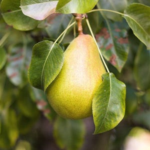 25 EUROPEAN PEAR TREE Pyrus Communis Fruit Seeds - White Flowers / Green Fruit