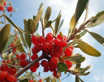 20 SILVER BUFFALOBERRY Shepherdia Argentea Red Fruit Native Bullberry Berry Shrub Seeds