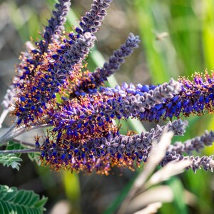 100 Purple LEAD PLANT Amorpha Canescens Wild Tea Downy Indigo Native Flower Seeds