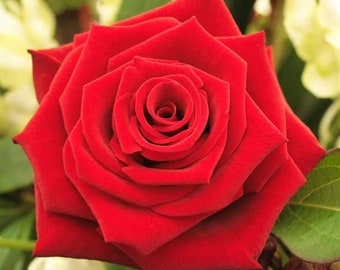 5 RED ROSE Rosa Bush Shrub Perennial Flower Seeds