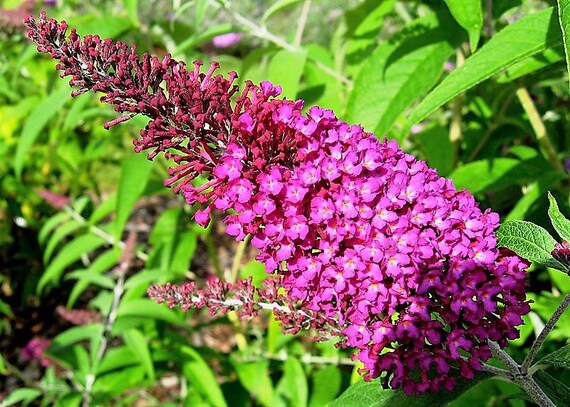 Powell River Books Blog Coastal Bc Plants Butterfly Bush