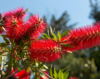 40 CRIMSON BOTTLEBRUSH Callistemon Citrinus Blühender Strauch kleine Baumsamen