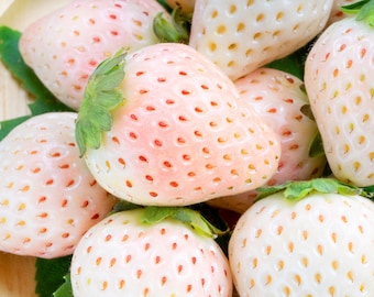 100 WHITE SOUL STRAWBERRY Fragaria Vesca Fruit Flower Berry Seeds
