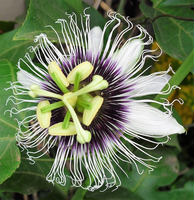 10 YELLOW PASSION FRUIT Vine Passiflora Edulis Flavicarpa Etsy