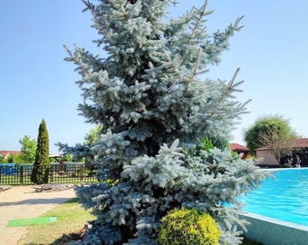50 コロラドブルースプルースの木 Picea Pungens Glauca クリスマス