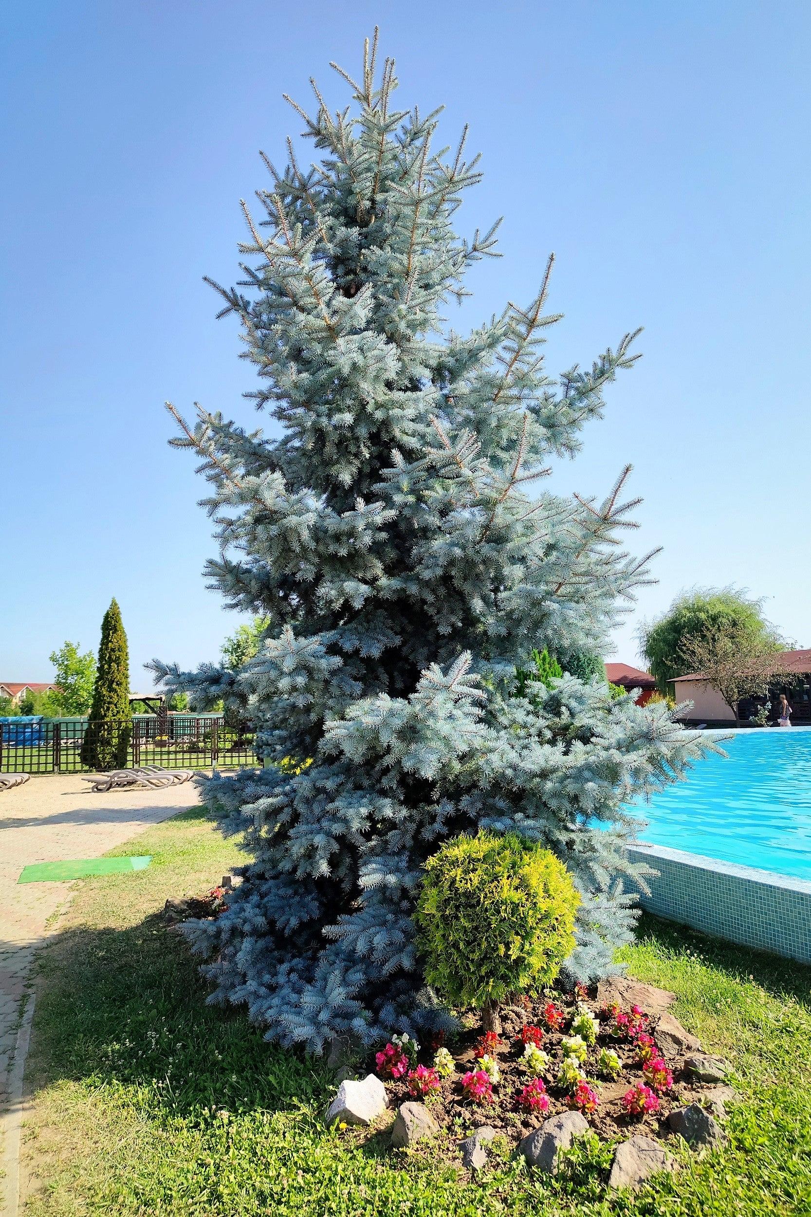 50 コロラドブルースプルースの木 Picea Pungens Glauca クリスマス
