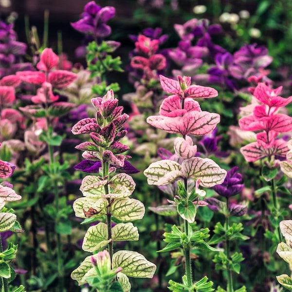 75 TRICOLOR CLARY SAGE Mix Blue Pink White Salvia Viridis Horminum Herb Flower Seeds