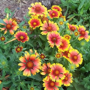 100 ARIZONA SUN GAILLARDIA (Blanket Flower / Indian Blanket) Gaillardia Pulchella Flower Seeds