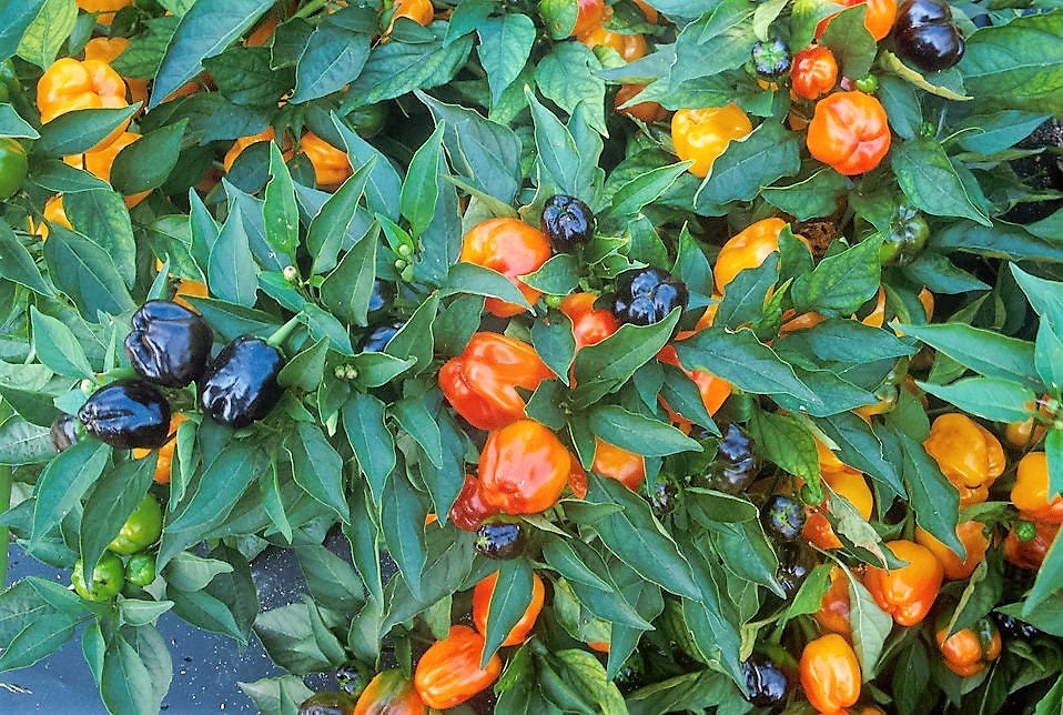 25 ROUMANIAN RAINBOW Bell PEPPER Heirloom White Orange Red Capsicum