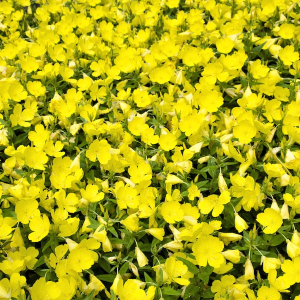 150 onagra enana ( Missouri Primrose / Ozark Sundrops ) Oenothera Macrocarpa syn. Semillas de flores amarillas nativas de Missouriensis