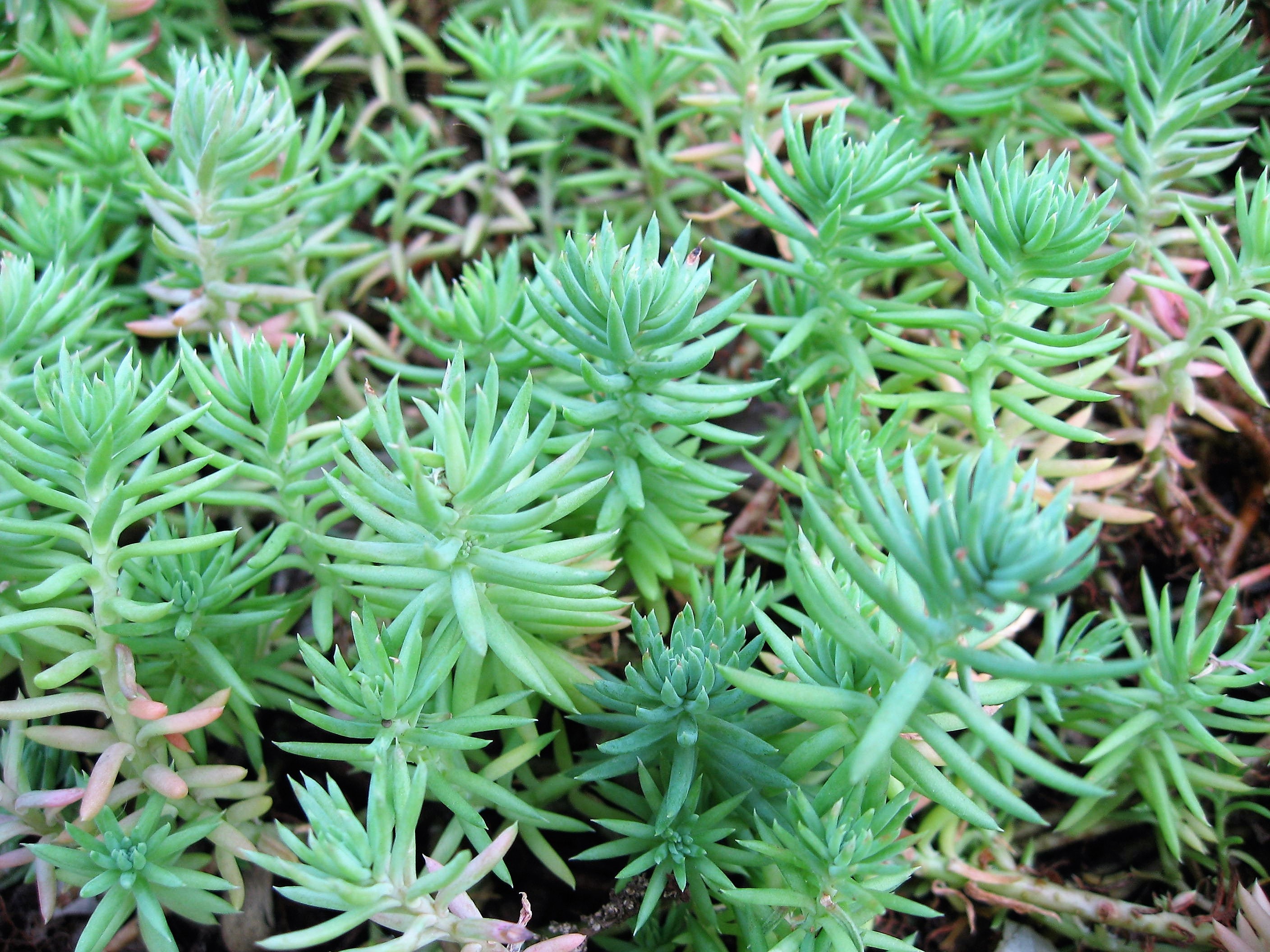 50 Blue Spruce Sedum Reflexum Succulent Jenny S Stonecrop Goldmoss Yellow Flower Seeds