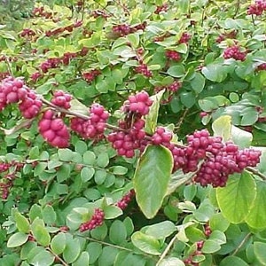 25 CORALBERRY Shrub Flower Pink Indian Currant Symphoricarpos Orbiculatus Seeds image 3