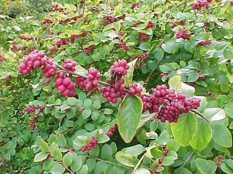 25 CORALBERRY Shrub Flower Pink Indian Currant Symphoricarpos Orbiculatus Seeds image 3