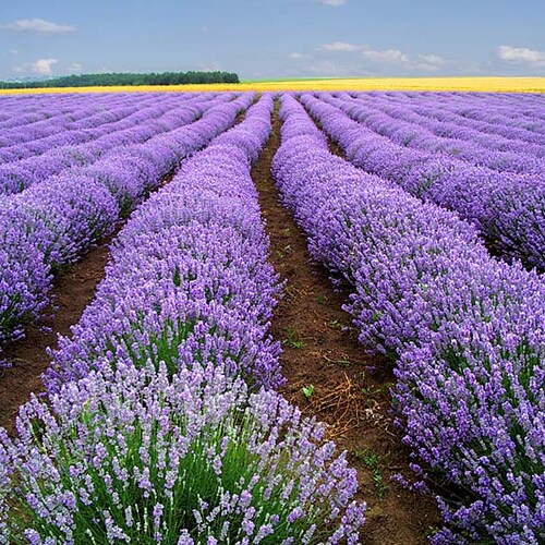 500 True English Lavender Vera Lavandula Angustifolia Vera Etsy 500 True English Lavender Vera Lavandula Angustifolia Vera Etsy