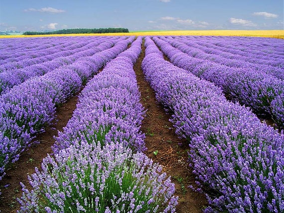 Old Fashioned English Lavender, Lavandula angustifolia Vera