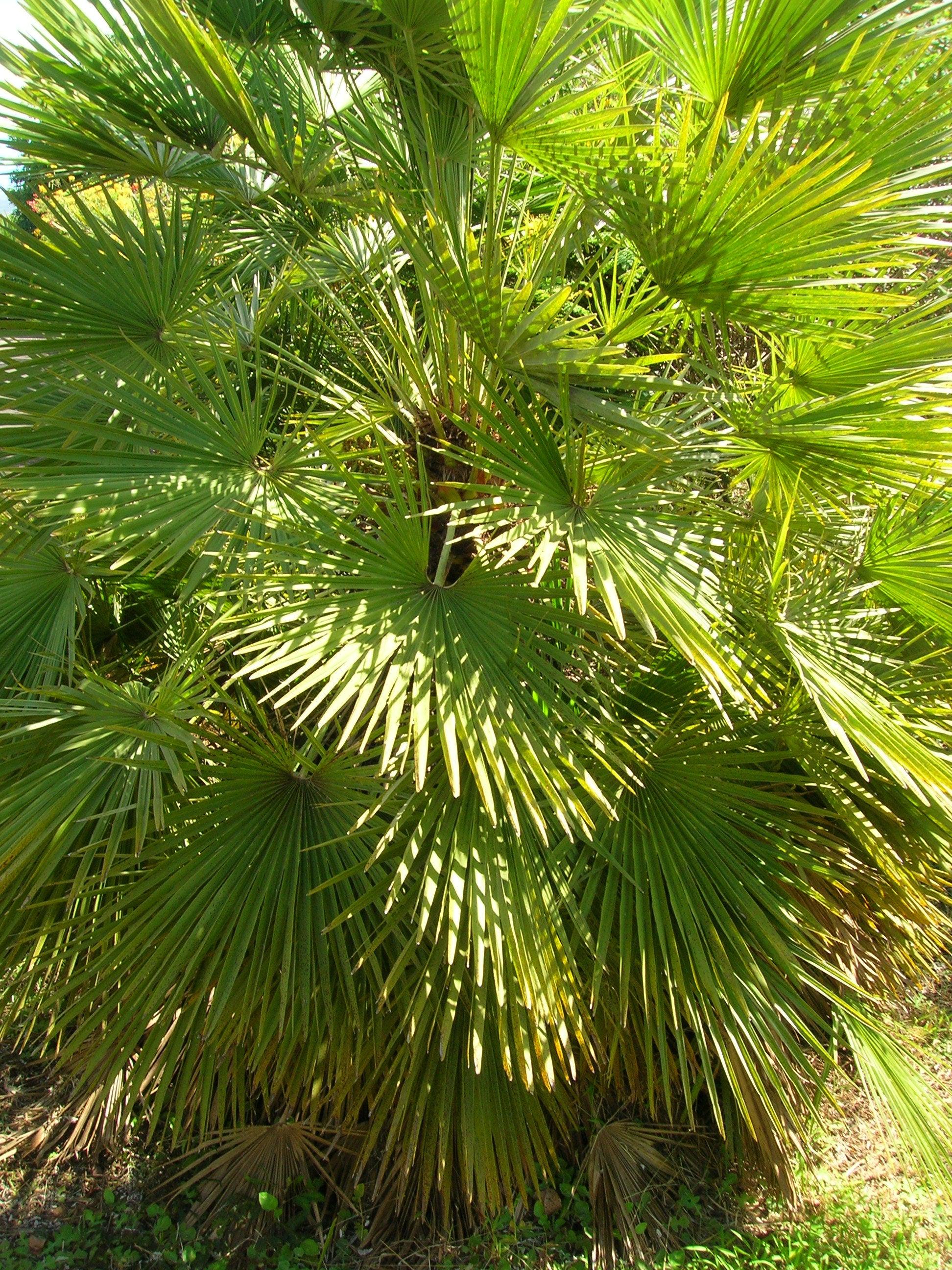 【希少・耐寒性】ウチワヤシ（Chamaerops humilis） チャメロプス フミリス セリフェラ 種子、発根種子[耐寒性ヤシ