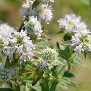 400 HAIRY MOUNTAIN MINT Pycnanthemum Pilosum Herb Flower Seeds