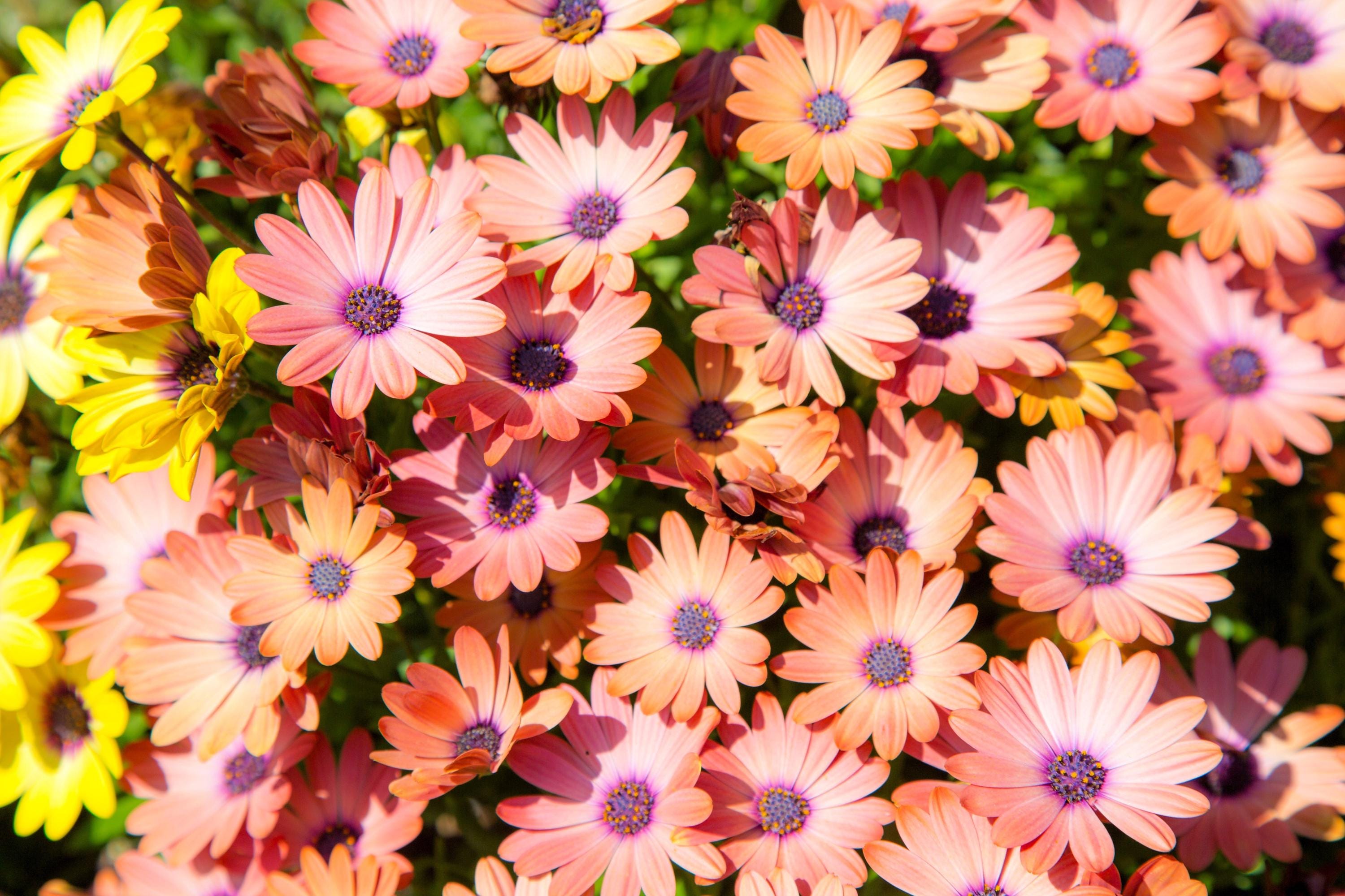 Osteospermum ecklonis Serenity Red Wholesale Nursery - Nurseries in Melbourne, S
