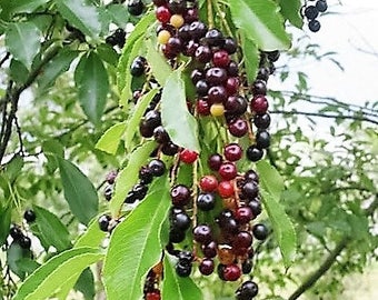30 BLACK CHERRY Fruit Tree Prunus Serotina Fragrant White Flowers Seeds