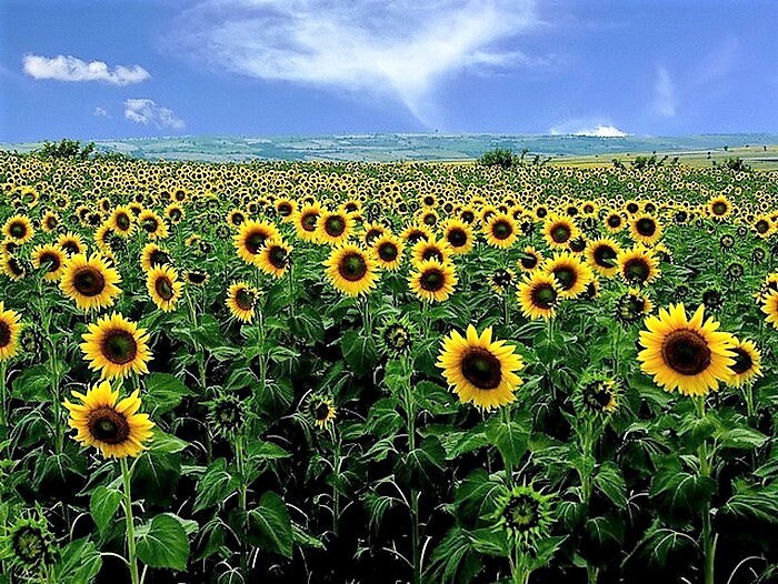 75 MAMMOTH GREY Stripe SUNFLOWER Helianthus Annuus Flower Seeds 