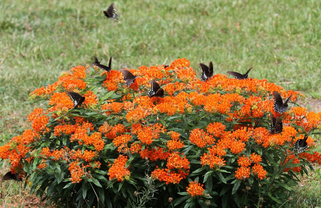 30 ORANGE BUTTERFLY MILKWEED Asclepias Flower Seeds Etsy
