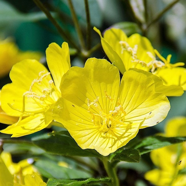 1000 YELLOW EVENING PRIMROSE Oenothera lamarckiana Flower Seeds