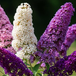 100 MIXED Colors BUTTERFLY BUSH Buddleja Davidii Flower Shrub Seeds - Etsy