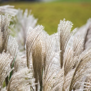 10 graines de fleurs vivaces de la pampa japonaise Miscanthus Sinensis SILVER MAIDEN GRASS