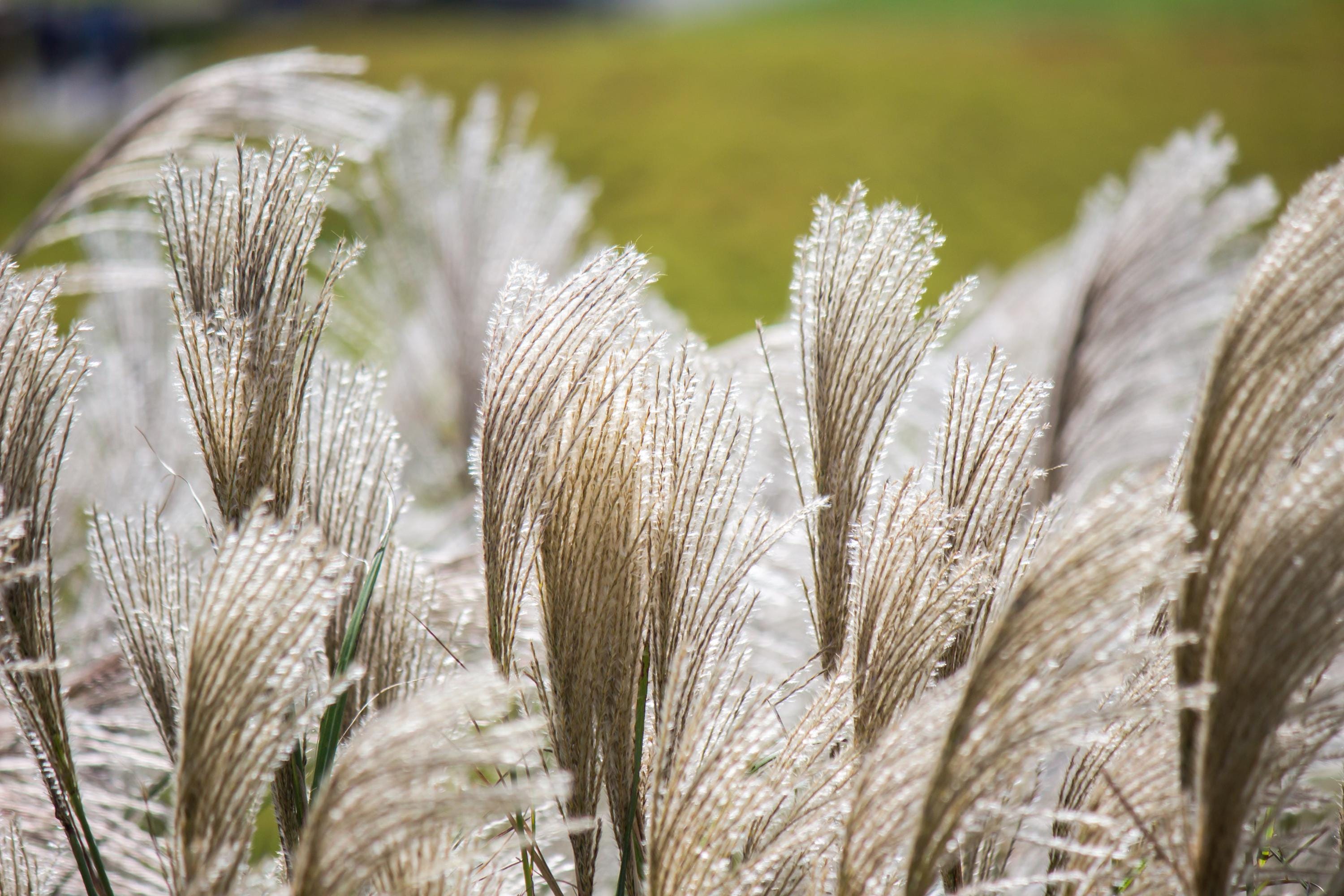 Fountain Grass