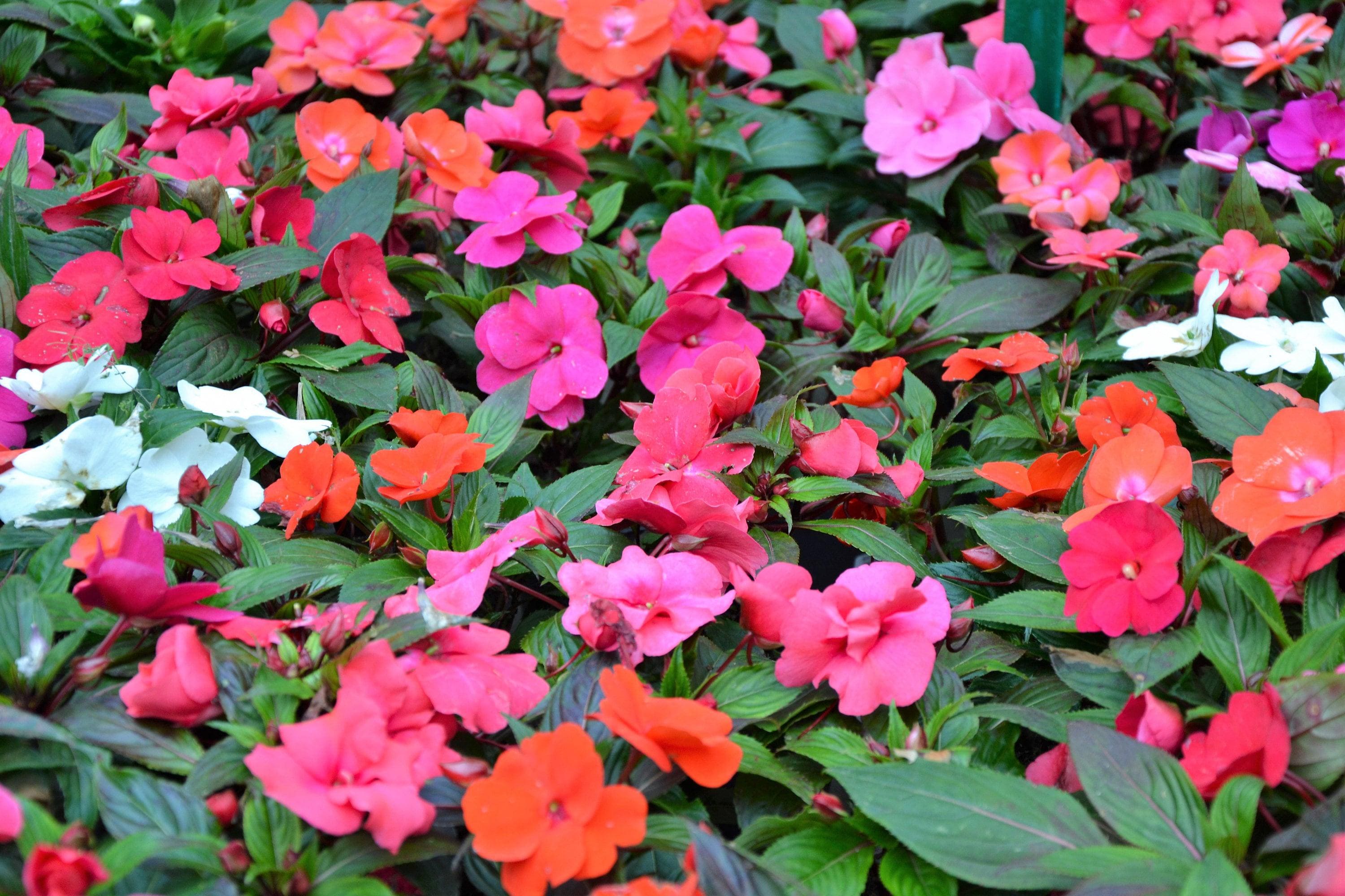 50 MIXED COLORS Dwarf IMPATIENS Walleriana Part Sun or Full Shade Red