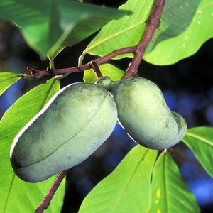 5 semillas de flores de Asimina Triloba, árbol frutal de papaya, plátano indio