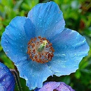 10 GEMENGDE HIMALAYA POPPY Blauw Rood Violet Meconopsis Napaulensis Mix Bloemzaden afbeelding 9