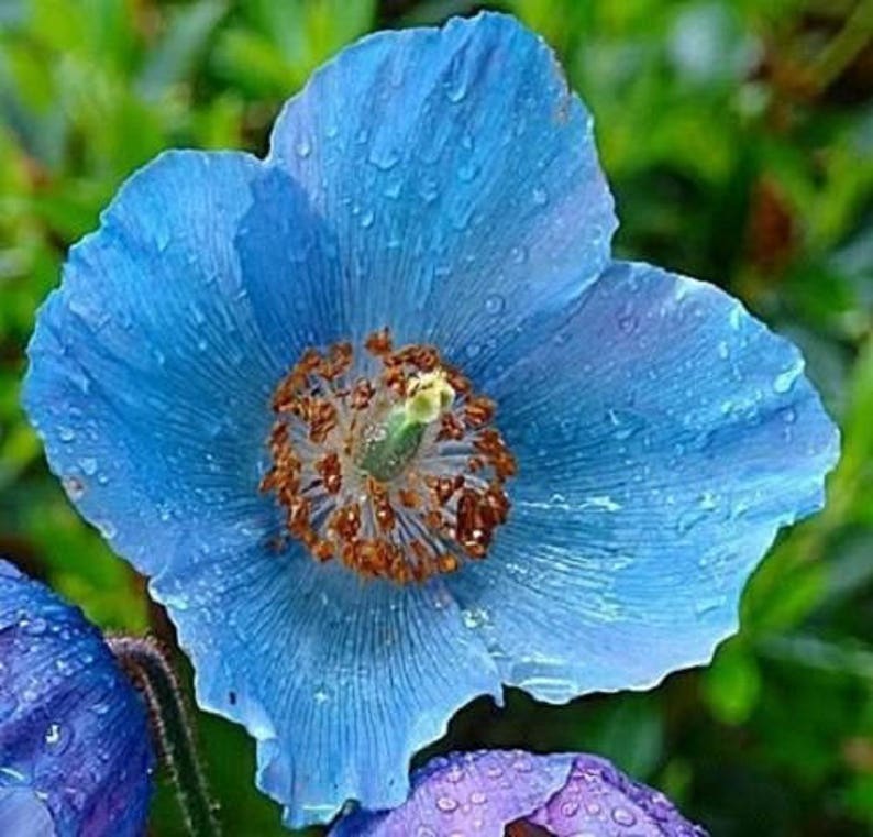 10 MIXED HIMALAYAN POPPY Blue Red Violet Meconopsis Napaulensis Mix Flower Seeds image 9