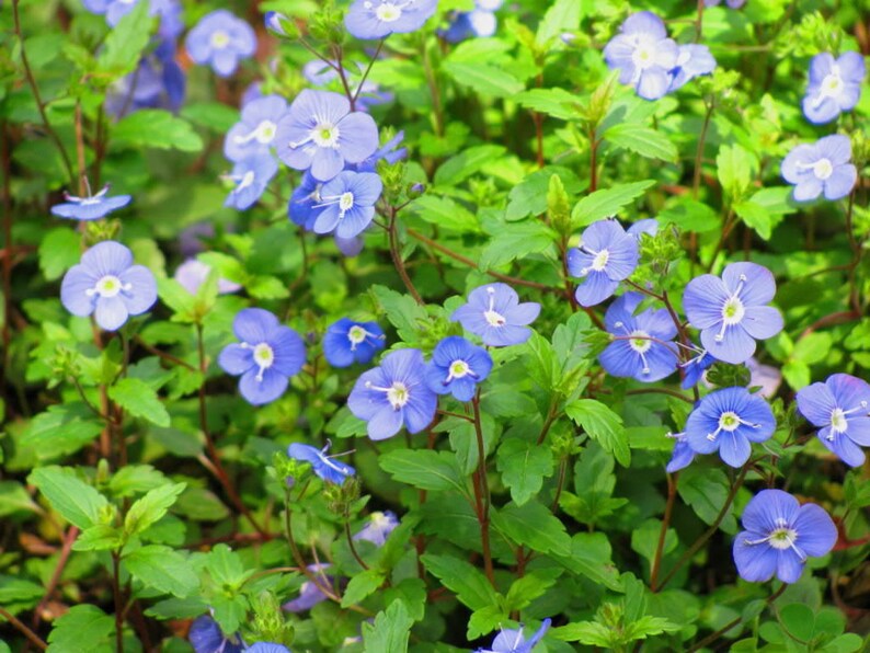 50 CREEPING BLUE SPEEDWELL Veronica Repens Groundcover Flower Etsy