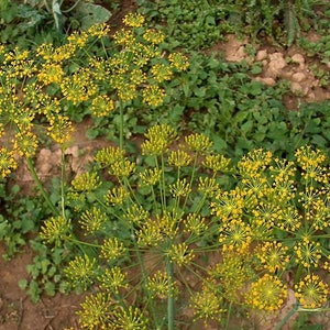 2500 BOUQUET DILL Anethum Graveolens Herb Flower Seeds image 4