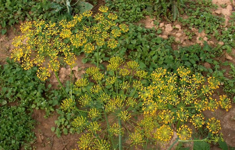 2500 BOUQUET DILL Anethum Graveolens Herb Flower Seeds image 4