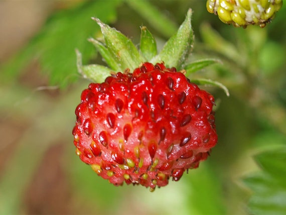 Fragaria Vesca Baron von Solemacher Strawberry seeds 100Graines Fraise des bois
