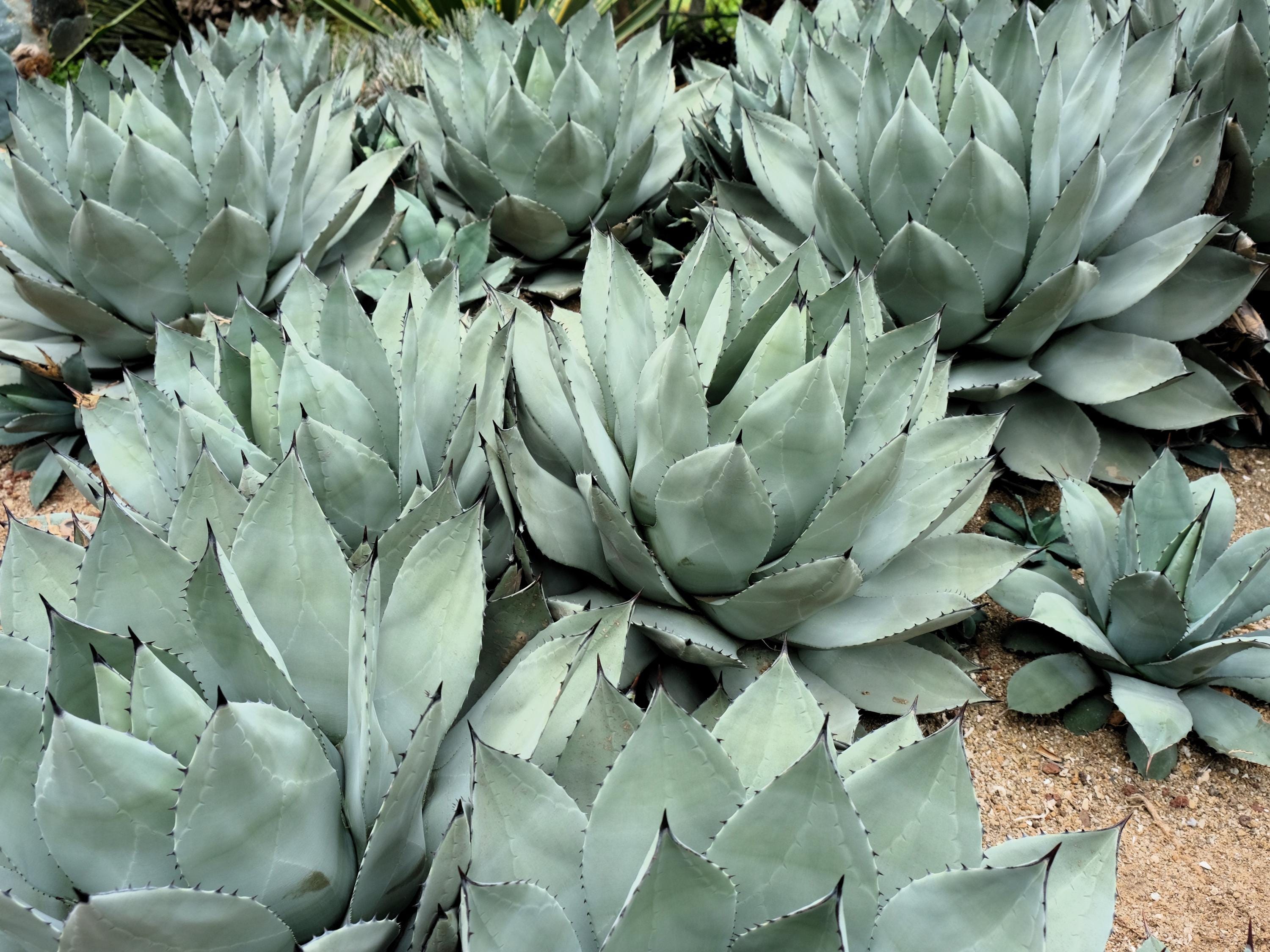 5 ARTICHOKE AGAVE Parry's Huachuca Agave Parryi Huachucensis Century Plant  Succulent Cactus Seeds - Etsy