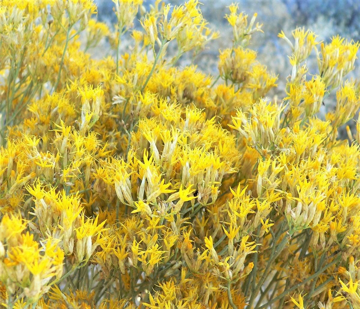 Verde Árbol Cepillo De Dientes O Árbol De Arbusto Áspero Sisamesa Es Herbáceos Y Gm1175855334 327606178
