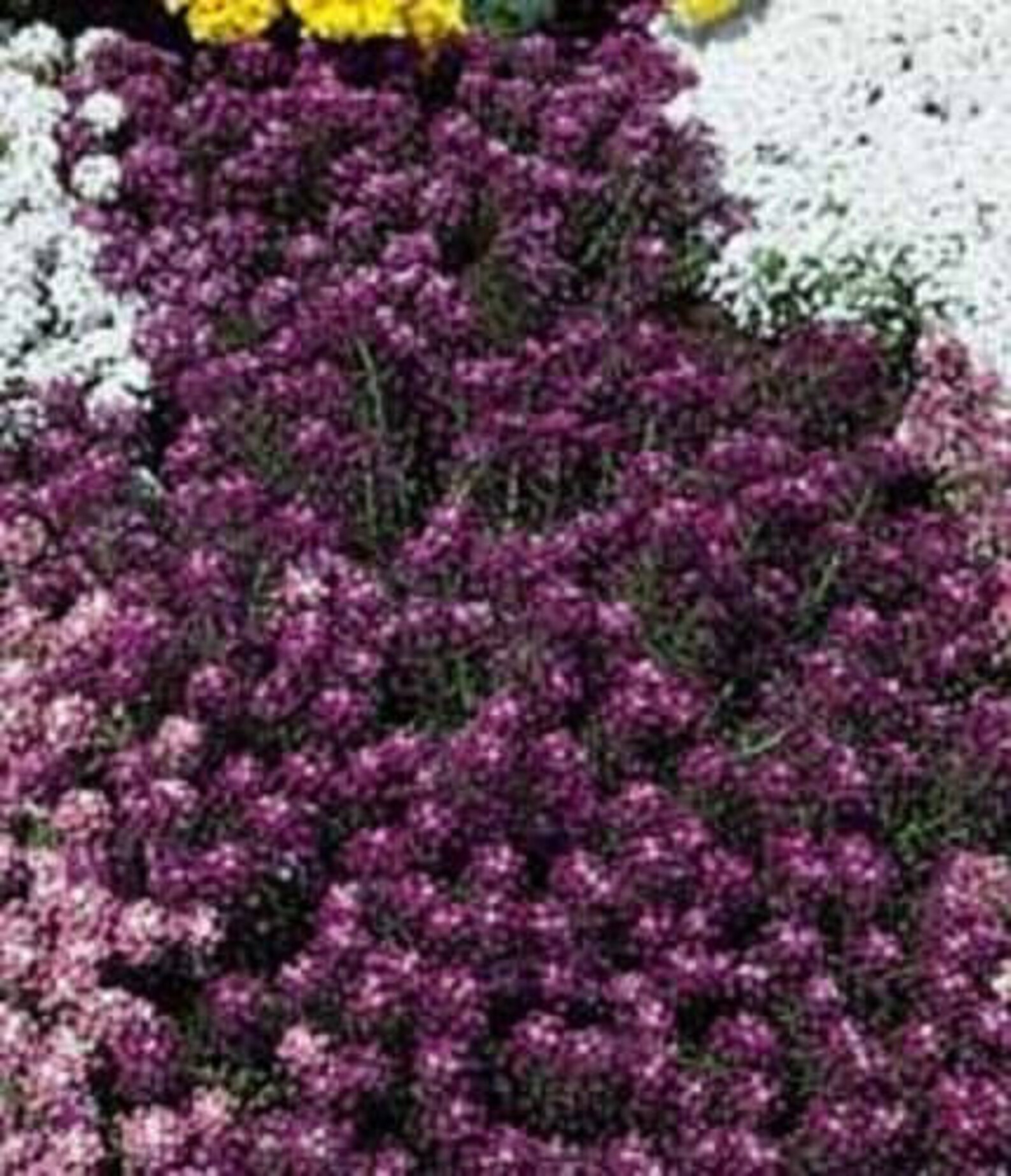 Самосев алиссума фото