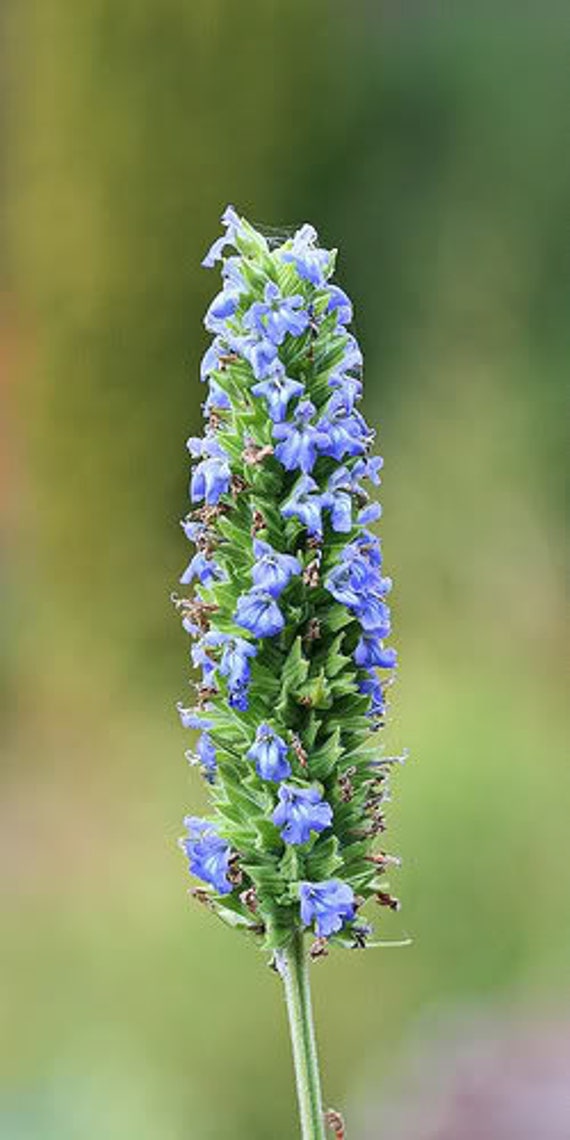 1000 Chia Sage Salvia Salvia Hispanica Flower Seeds Etsy