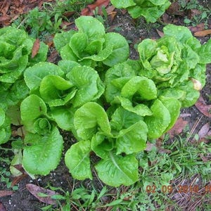 2000 BIBB LETTUCE (Limestone Lettuce) Lactuca Sativa Vegetable Seeds