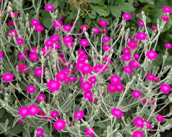 200 Organic ROSE CAMPION Magenta Silver Catchfly Lychnis Silene Coronaria Flower Seeds